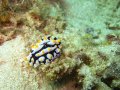 Phyllidia varicosa nudibranch.